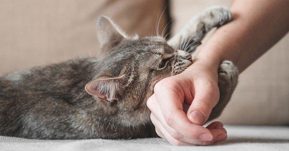 why does my cat bite me gently out of nowhere