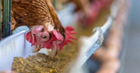 why is chicken insoluble dietary fiber important